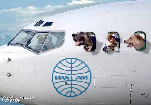 Resultado de imagem para transporte de animais