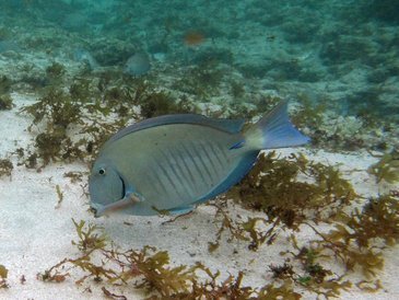 Tudo sobre o Peixe Cirurgião