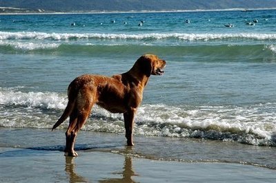 Posso levar o cachorro na praia?