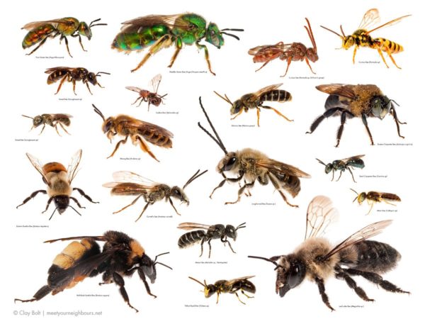 Tipos de abelhas: espécies e características - Estimação