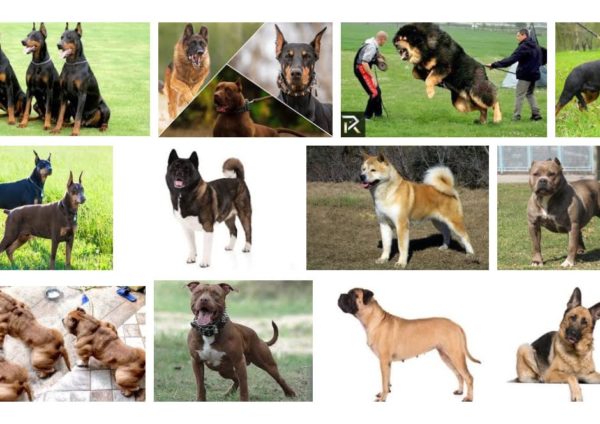 As 11 Melhores Raças Para Cão De Guarda Estimação