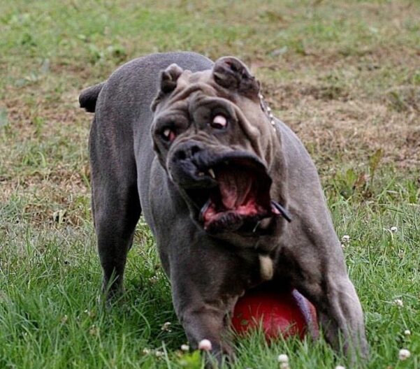 Cane corso, que cachorro é este? - Estimação