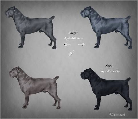 Cane corso: conheça tudo sobre a raça