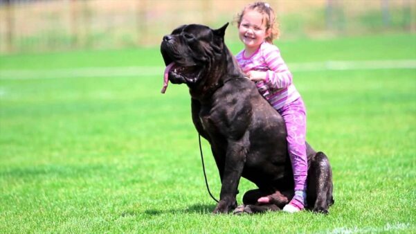 Cane corso: conheça tudo sobre a raça