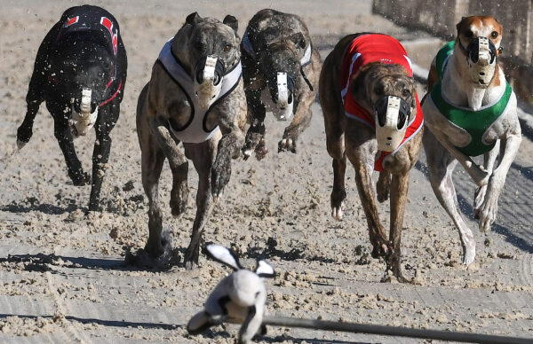 10 raças de cachorro de corrida! - Estimação