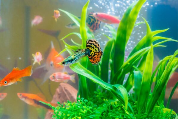 10 melhores peixes para aquário pequeno ou aquário nano (e a saga de um pai  aquarista) - Kauar